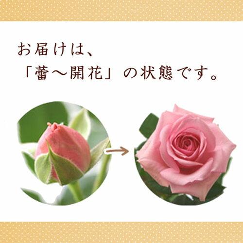 ミニバラ 鉢植え ギフト 赤 黄 ピンク 寄せ植え 誕生日 お祝い 母 花 四季咲き デイリーローズ｜centralrose｜08