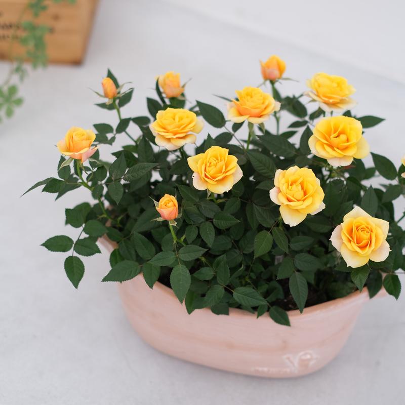 黄色のバラ 鉢植え 満開　四季咲　高さ約1.1メートル ミニバラ 鉢植え ギフト 赤 黄 ピンク 寄せ植え 誕生日 お祝い 母 花