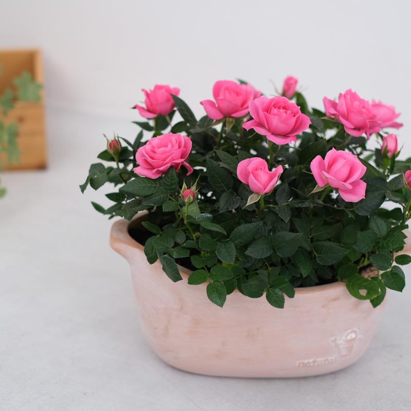 ミニバラ 鉢植え ギフト 赤 黄 ピンク 寄せ植え 誕生日 お祝い 母 花