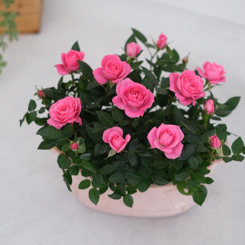 ミニバラ 鉢植え ギフト 赤 黄 ピンク 寄せ植え 誕生日 お祝い 母 花