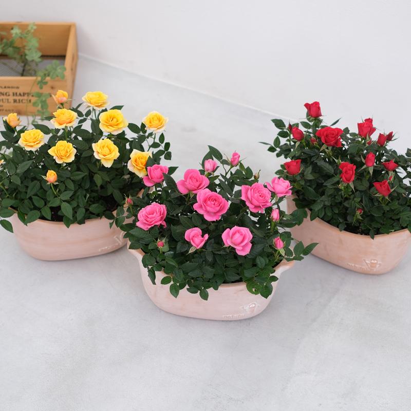 ミニバラ 鉢植え ギフト 赤 黄 ピンク 寄せ植え 誕生日 お祝い 母 花