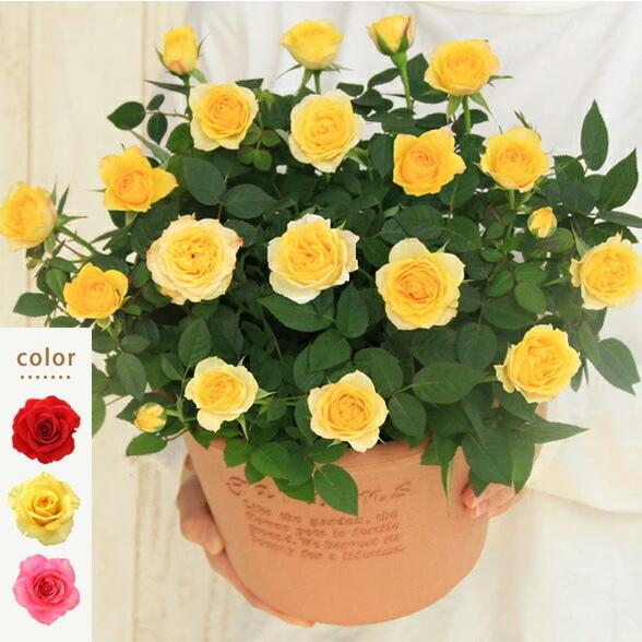 ミニバラ専門店セントラルローズミニバラ 鉢植え ギフト 赤 黄 ピンク 寄せ植え 誕生日 お祝い 母 花 四季咲き エコロ サークル 祝開店 大放出セール開催中