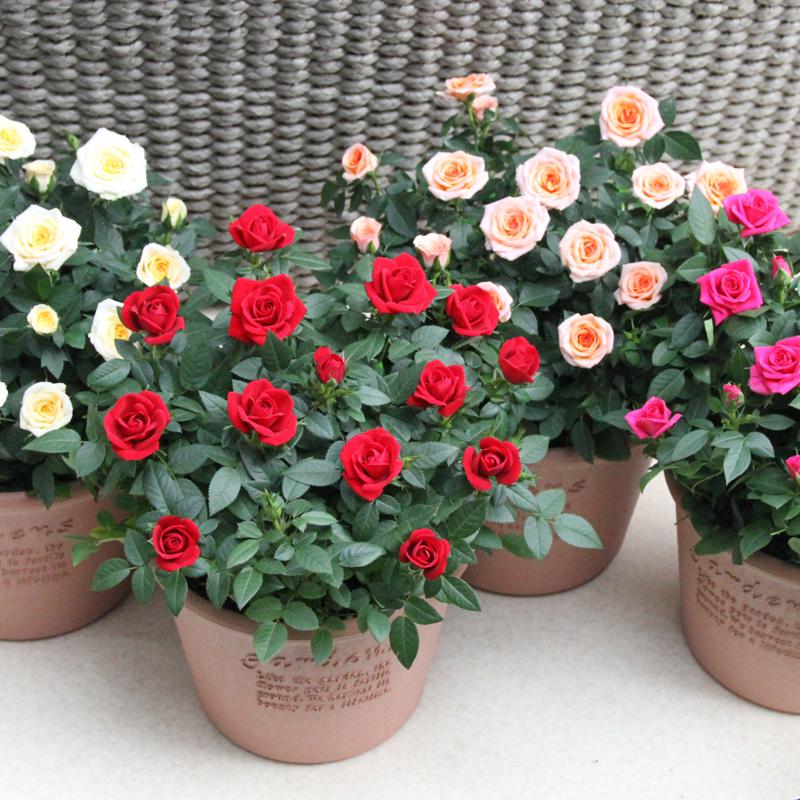 ミニバラ 鉢植え ギフト 赤 黄 ピンク 寄せ植え 誕生日 お祝い 母 花