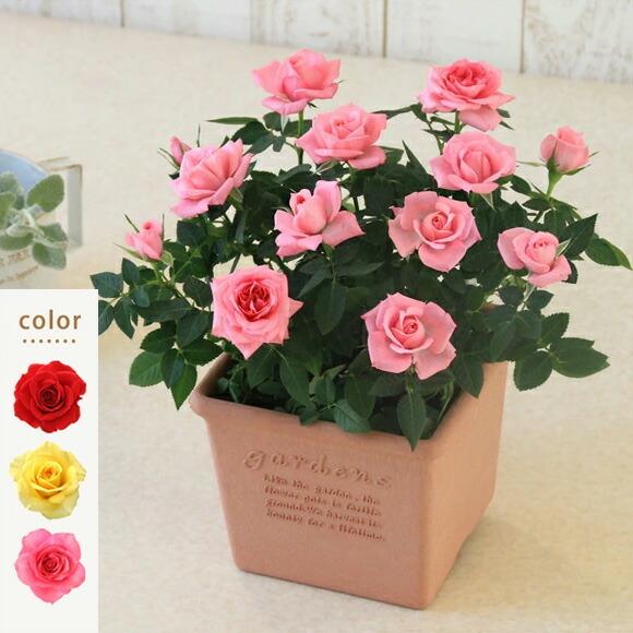 ミニバラ 鉢植え ギフト 赤 黄 ピンク 寄せ植え 誕生日 お祝い 母 花 四季咲き エコロ・スクエア（Yahoo!・ミニバラ専門店セントラルローズ）