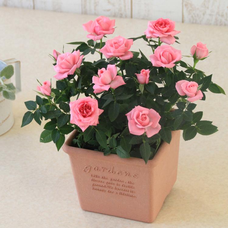 ミニバラ 鉢植え ギフト 赤 黄 ピンク 寄せ植え 誕生日 お祝い 母 花