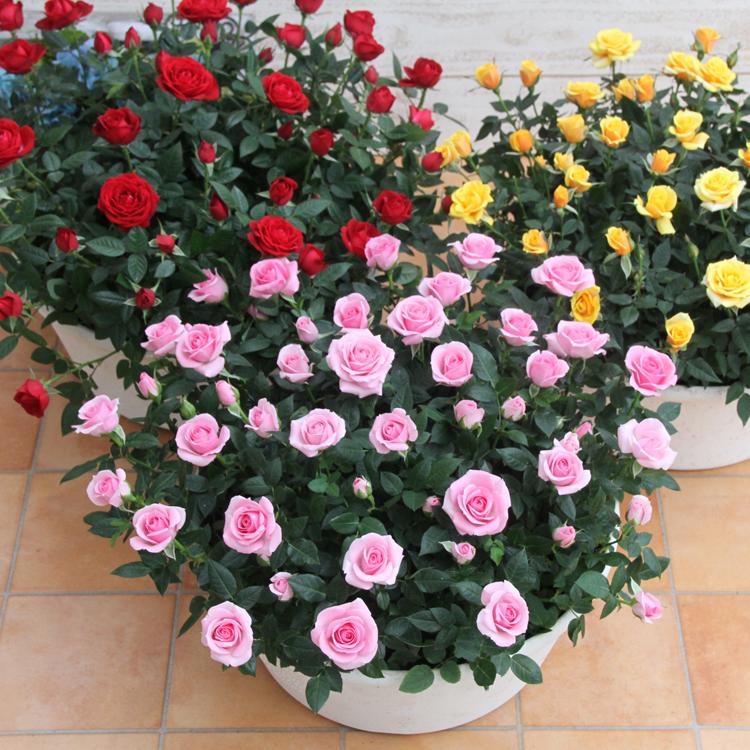 ミニバラ 鉢植え ギフト 赤 黄 ピンク 寄せ植え 誕生日 お祝い 母 花