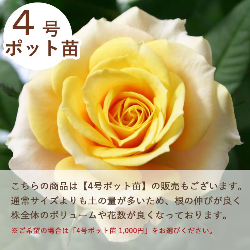 ミニバラ 苗 品種 黄 花 四季咲き ヘナ 4号 : ミニバラ専門店