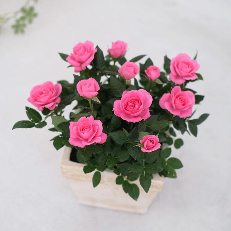 ミニバラ 鉢植え ギフト 赤 黄 ピンク 寄せ植え 誕生日 お祝い 母 花