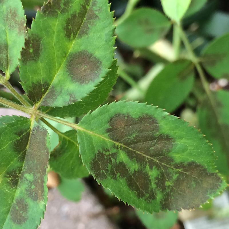 殺虫剤 殺菌剤 薬剤 ハダニ アブラムシ うどんこ病 園芸用 ミニバラ 花 観葉植物 野菜 ガーデニング 農薬 ロハピ 1000ｍｌ |  | 05