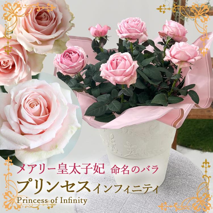 母の日 ミニバラ 鉢植え ギフト ピンク 誕生日 お祝い 母 花 四季咲き