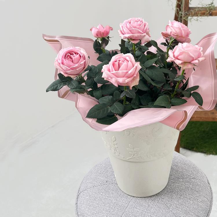 母の日 ミニバラ 鉢植え ギフト ピンク 誕生日 お祝い 母 花 四季咲き