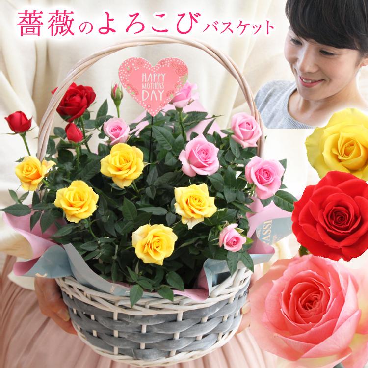 母の日 ミニバラ 鉢植え ギフト 赤 黄 ピンク 誕生日 お祝い 母  花 四季咲き 花咲く3色　よろこびバスケット（Yahoo!・ミニバラ専門店セントラルローズ）
