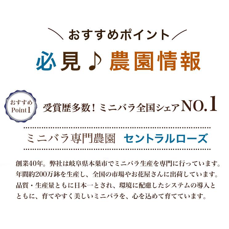 ミニバラ 鉢植え ギフト 赤 黄 ピンク 誕生日 お祝い 母 花 四季咲き 幸福の鉢 オリーブ柄6号 |  | 13