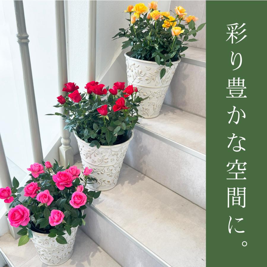 ミニバラ 鉢植え ギフト 赤 黄 ピンク 誕生日 お祝い 母 花 四季咲き 幸福の鉢 オリーブ柄6号 |  | 07