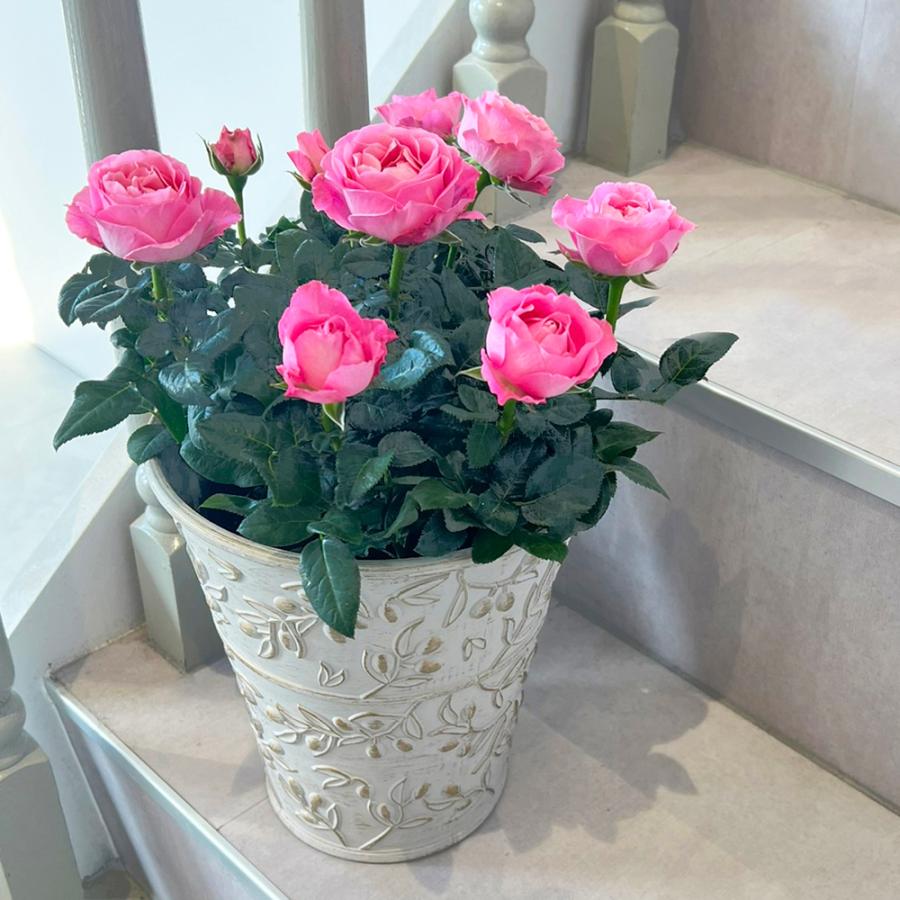 ミニバラ 鉢植え ギフト 赤 黄 ピンク 誕生日 お祝い 母 花 四季咲き 幸福の鉢 オリーブ柄6号 |  | 09