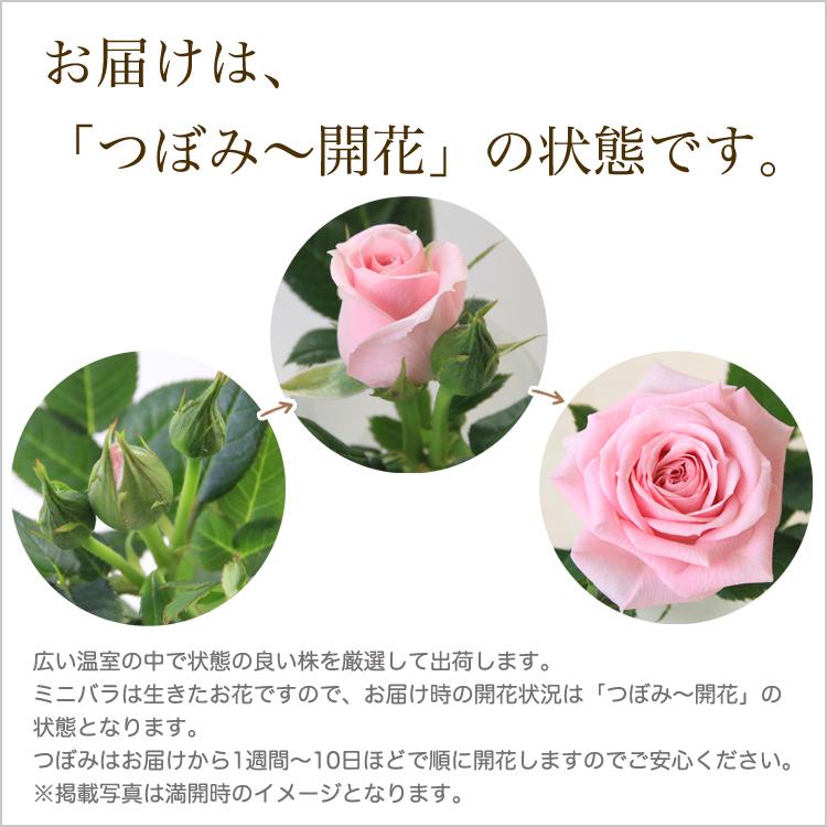 ミニバラ 鉢植え ギフト 赤 黄 ピンク 誕生日 お祝い 母 花 四季咲き 幸福の鉢 オリーブ柄6号 |  | 04