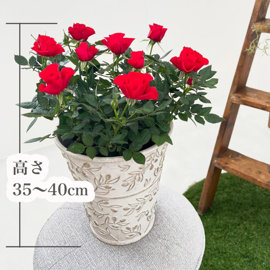 ミニバラ 鉢植え ギフト 赤 黄 ピンク 誕生日 お祝い 母 花 四季咲き 幸福の鉢 オリーブ柄6号 |  | 06