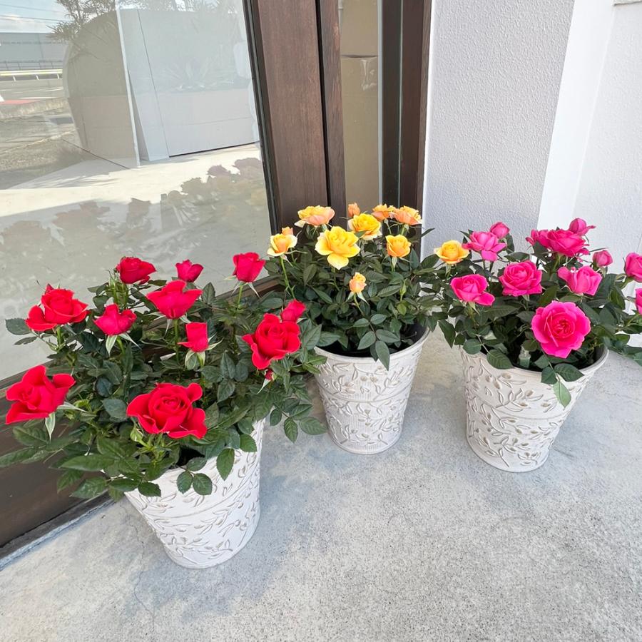 ミニバラ 鉢植え ギフト 赤 黄 ピンク 誕生日 お祝い 母 花 四季咲き 幸福の鉢 オリーブ柄6号 |  | 08