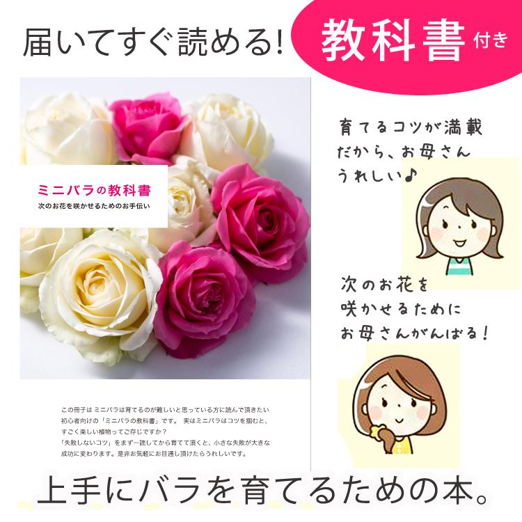 ミニバラ 鉢植え ギフト 赤 黄 ピンク 誕生日 お祝い 母 花 四季咲き 幸福の鉢 オリーブ柄6号 |  | 12