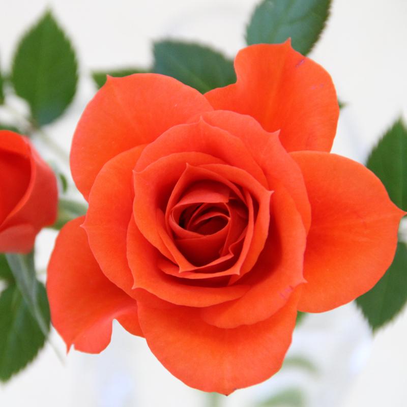 ミニバラ 鉢植え ギフト 赤 黄 ピンク 誕生日 お祝い 母 花 四季咲き 幸福の鉢 オリーブ柄オーバル |  | 13