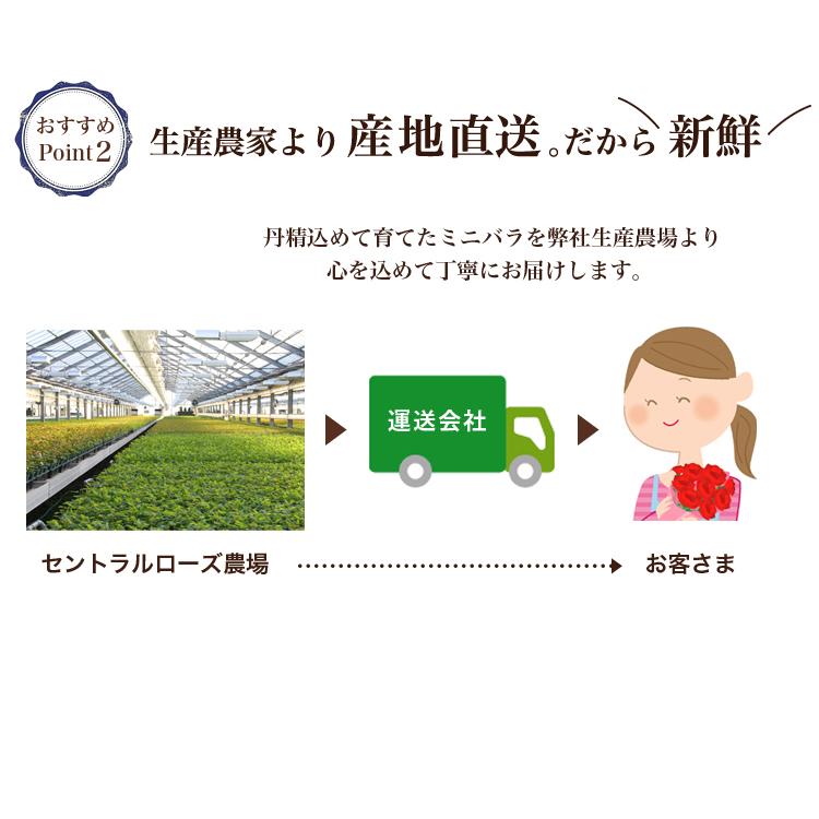 ミニバラ 鉢植え ギフト 赤 黄 ピンク 誕生日 お祝い 母 花 四季咲き 幸福の鉢 オリーブ柄オーバル |  | 17