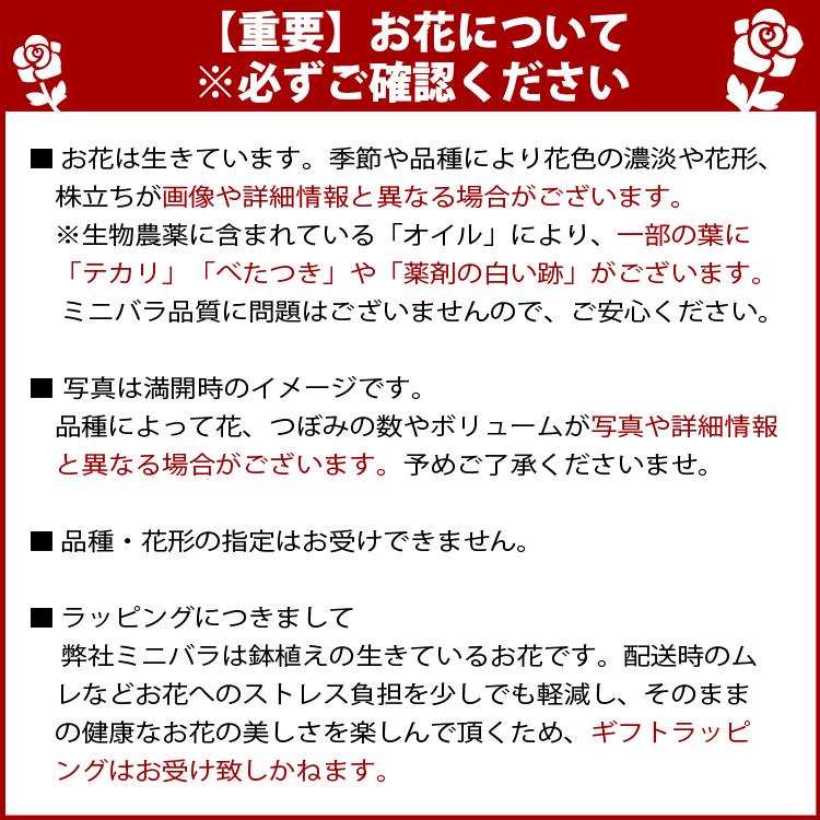 ミニバラ 鉢植え ギフト 赤 黄 ピンク 誕生日 お祝い 母 花 四季咲き 幸福の鉢 オリーブ柄オーバル |  | 19