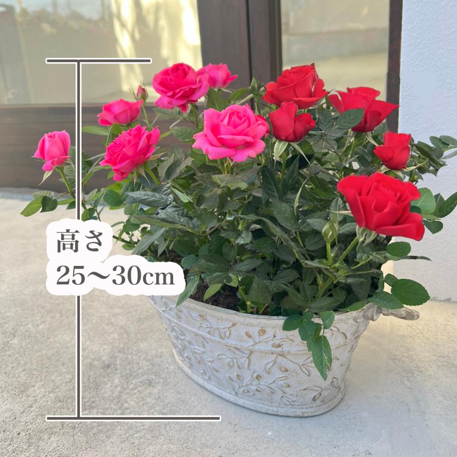 ミニバラ 鉢植え ギフト 赤 黄 ピンク 誕生日 お祝い 母 花 四季咲き 幸福の鉢 オリーブ柄オーバル |  | 05