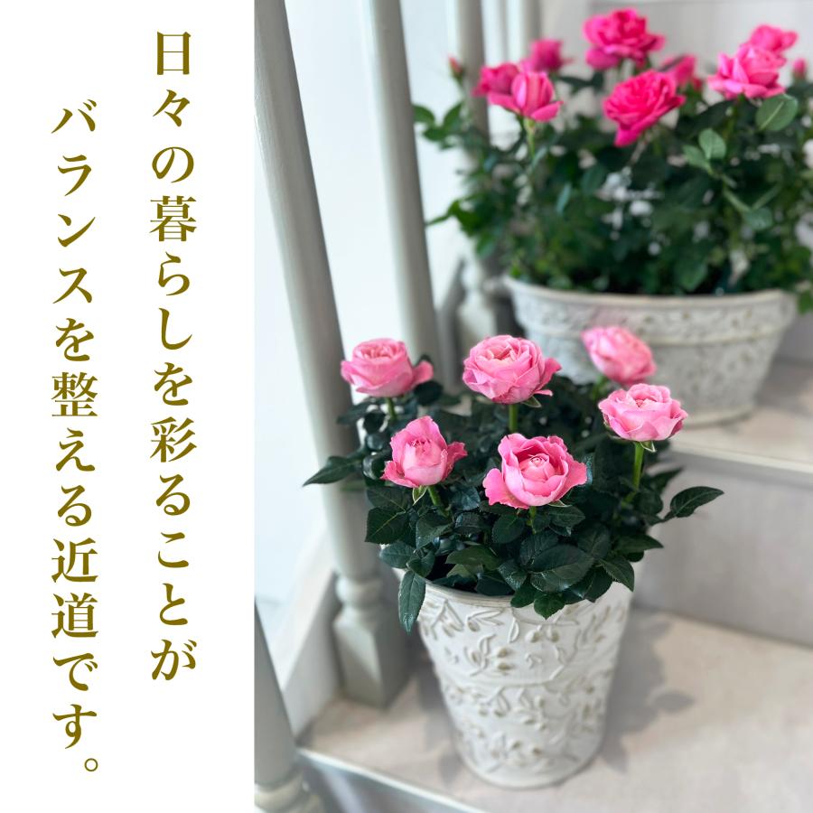 ミニバラ 鉢植え ギフト 赤 黄 ピンク 誕生日 お祝い 母 花 四季咲き 幸福の鉢 オリーブ柄オーバル |  | 07