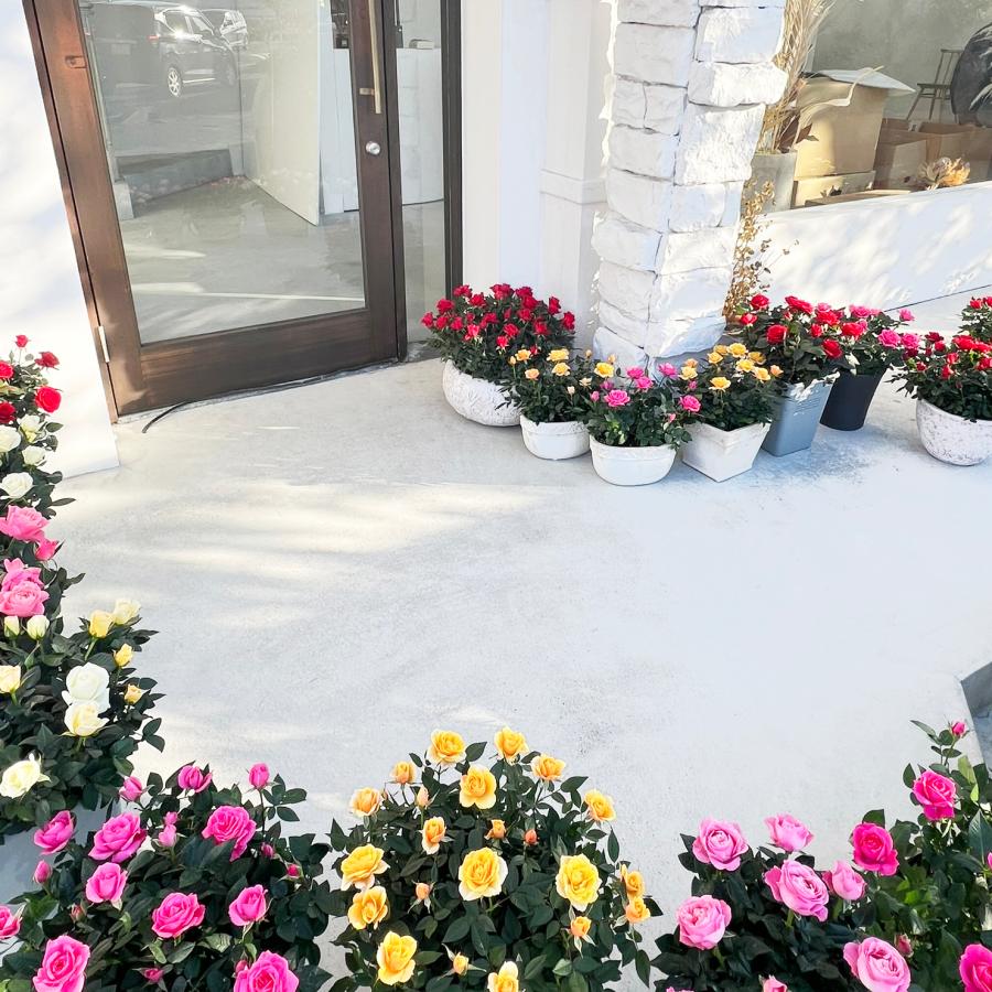 ミニバラ 鉢植え ギフト 赤 黄 ピンク 誕生日 お祝い 母 花 四季咲き 幸福の鉢 オリーブ柄オーバル |  | 09