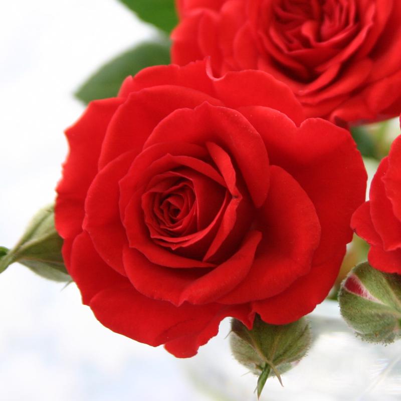 ミニバラ 鉢植え ギフト 赤 黄 ピンク 誕生日 お祝い 母 花 四季咲き 幸福の鉢 オリーブ柄オーバル |  | 10