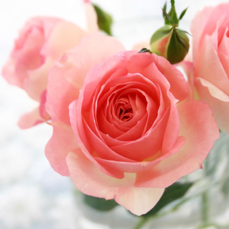 ミニバラ 鉢植え ギフト 赤 黄 ピンク 誕生日 お祝い 母 花 四季咲き 幸福の鉢 オリーブ柄オーバル |  | 11