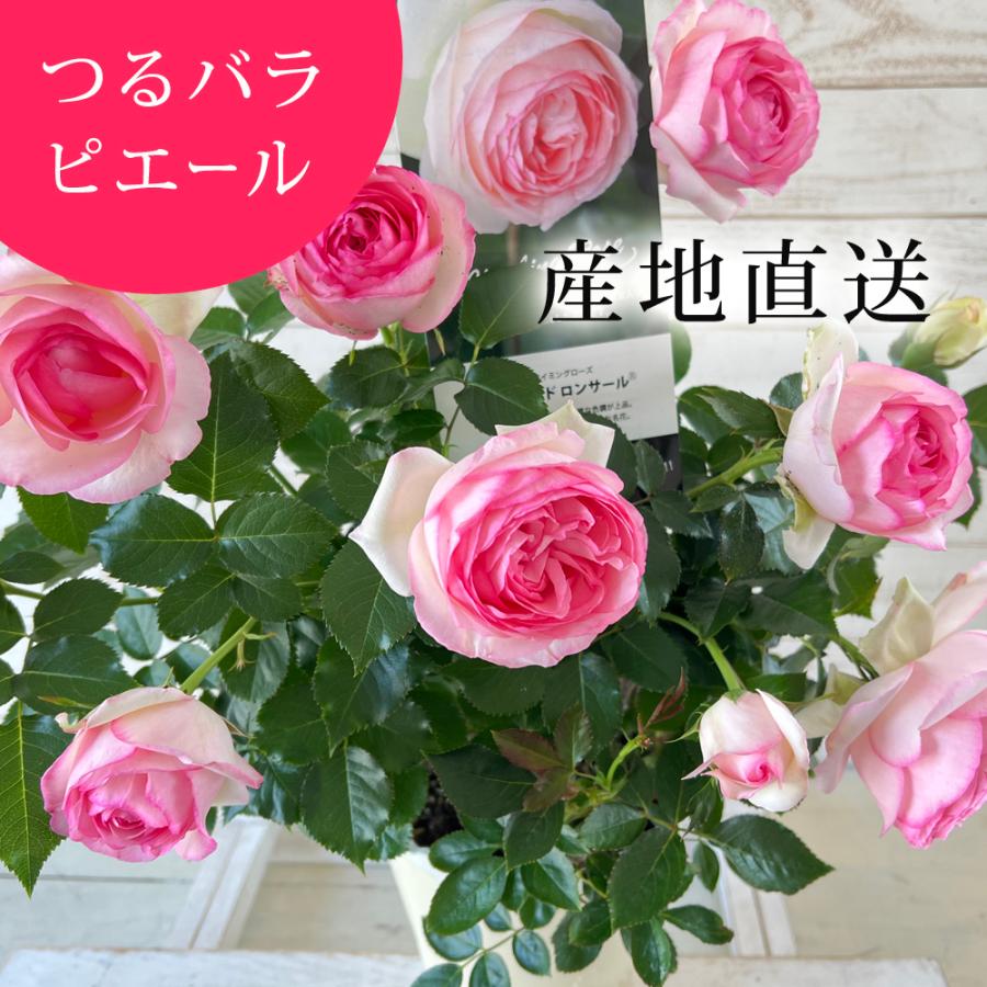 母の日 ピエールドゥロンサール 国産挿し木つぼみ花付き苗6号 つるバラ(CL) バラ苗 ギフト ピンク 誕生日 お祝い 母 花 返り咲き 期間限定（Yahoo!・ミニバラ専門店セントラルローズ）