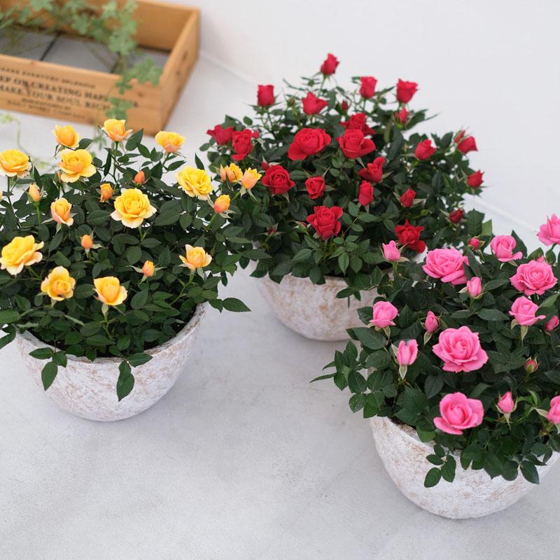 ミニバラ 鉢植え ギフト 赤 黄 ピンク 寄せ植え 誕生日 お祝い 母 花