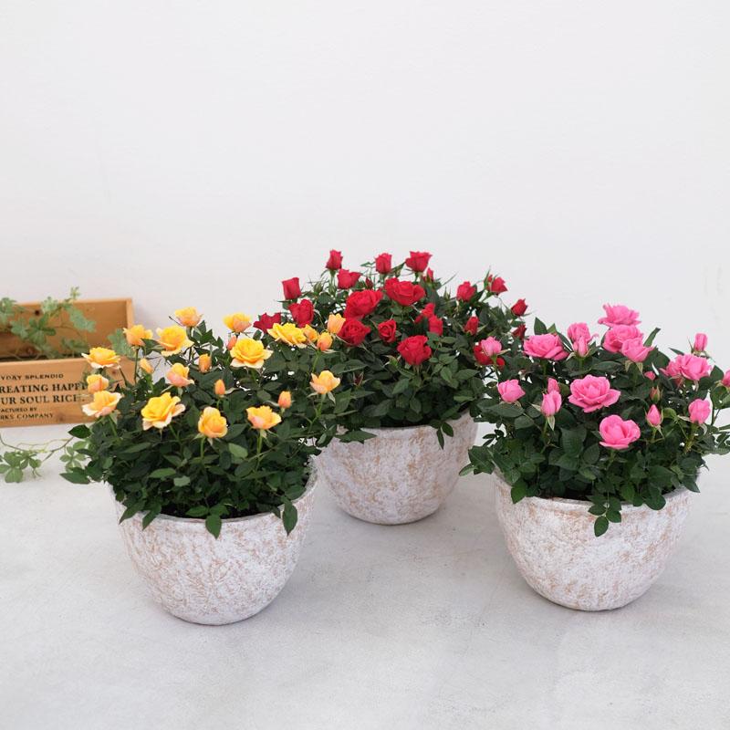 ミニバラ 鉢植え ギフト 赤 黄 ピンク 寄せ植え 誕生日 お祝い 母 花