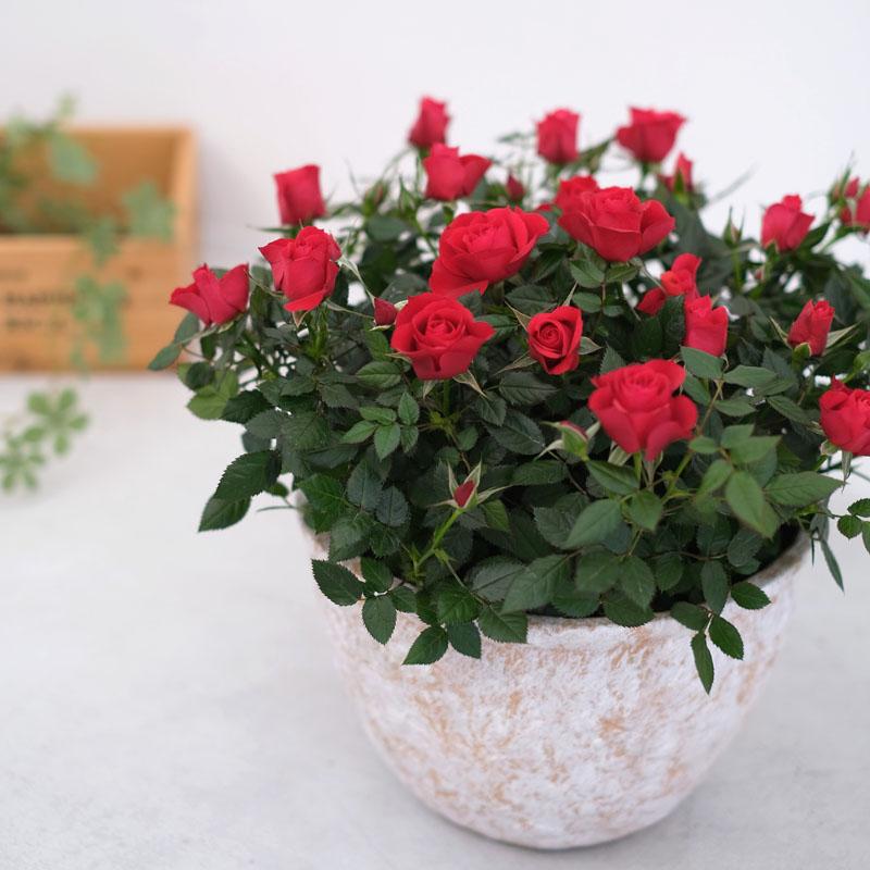ミニバラ 鉢植え ギフト 赤 黄 ピンク 寄せ植え 誕生日 お祝い 母 花