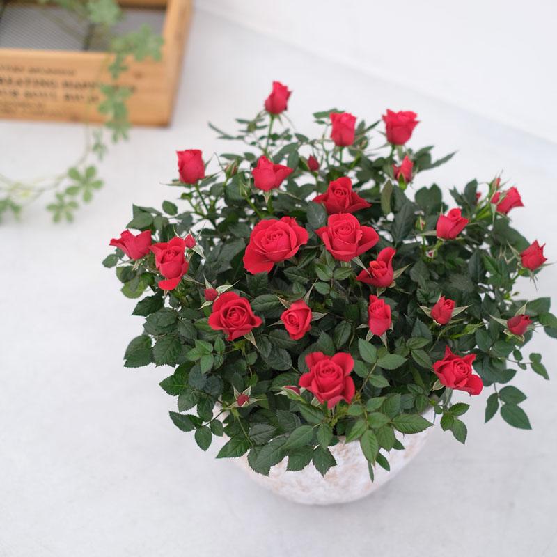 ミニバラ 鉢植え ギフト 赤 黄 ピンク 寄せ植え 誕生日 お祝い 母 花