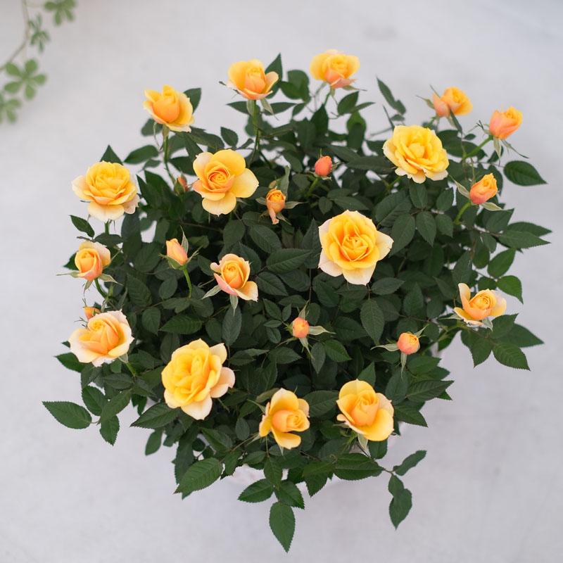 ミニバラ 鉢植え ギフト 赤 黄 ピンク 寄せ植え 誕生日 お祝い 母 花