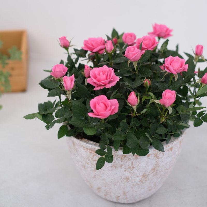 ミニバラ 鉢植え ギフト 赤 黄 ピンク 寄せ植え 誕生日 お祝い 母 花