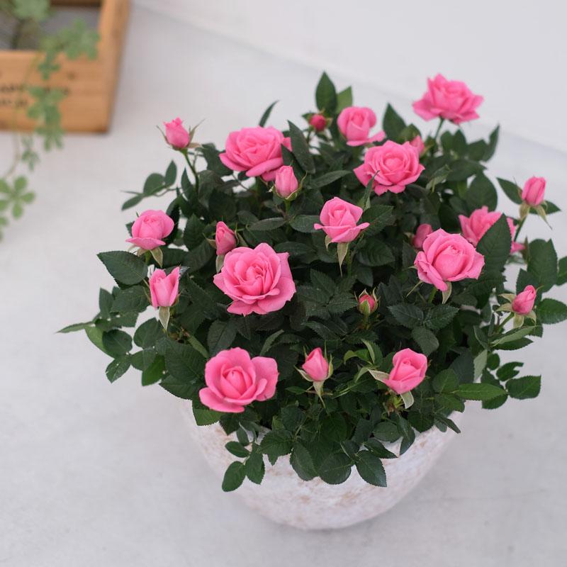 ミニバラ 鉢植え ギフト 赤 黄 ピンク 寄せ植え 誕生日 お祝い 母 花