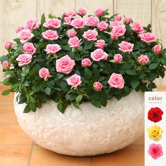 ミニバラ専門店セントラルローズミニバラ 鉢植え ギフト 花 四季咲き 寄せ植え ピンク ラージ シュガー 誕生