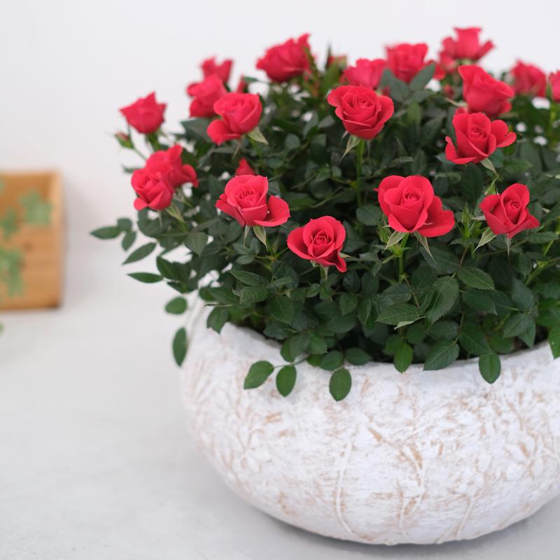 ミニバラ 鉢植え ギフト 赤 黄 ピンク 寄せ植え 誕生日 お祝い 母 花