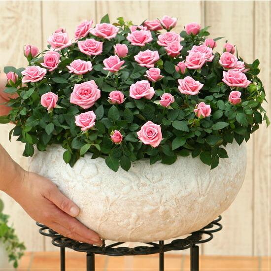 ミニバラ ピンク鉢植え ミニバラ 鉢植え ギフト 赤 黄 ピンク 寄せ植え 誕生日 お祝い 母 花