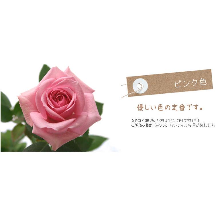 ミニバラ 鉢植え ギフト 赤 黄 ピンク 寄せ植え 誕生日 お祝い 母 花