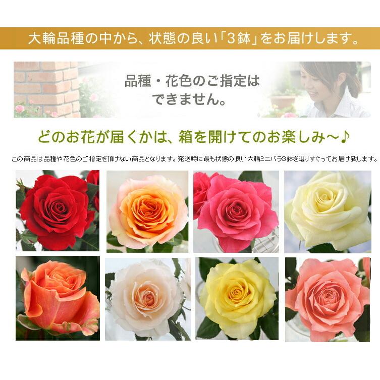 ミニバラ 苗 品種 赤 黄 ピンク オレンジ 白 初心者 誕生日 お祝い 母