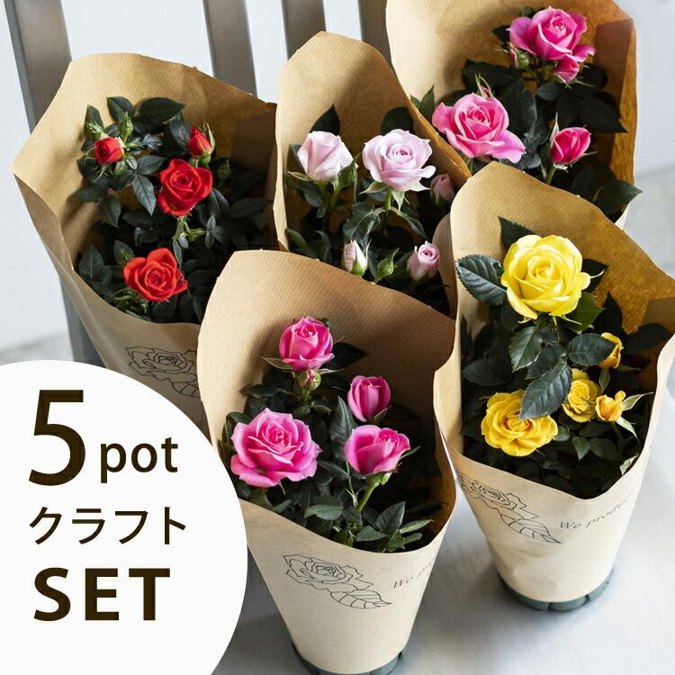 ミニバラ 苗 品種 赤 黄 ピンク オレンジ 白 初心者 誕生日 お祝い 母 花 四季咲き 5鉢セット サンクスローズ 予約販売品