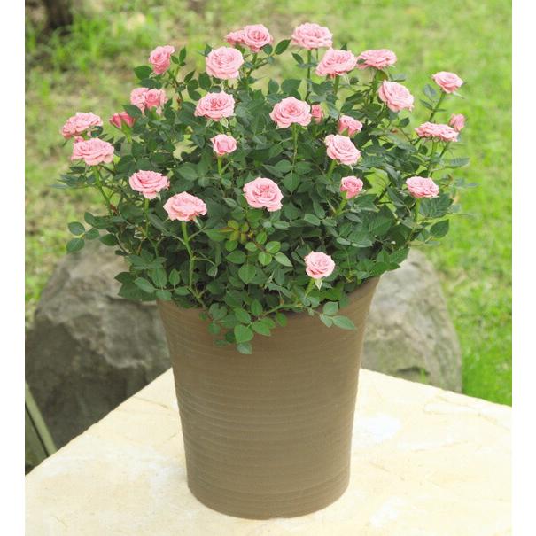ミニバラ 鉢植え ギフト 赤 黄 ピンク 寄せ植え 誕生日 お祝い 母 花