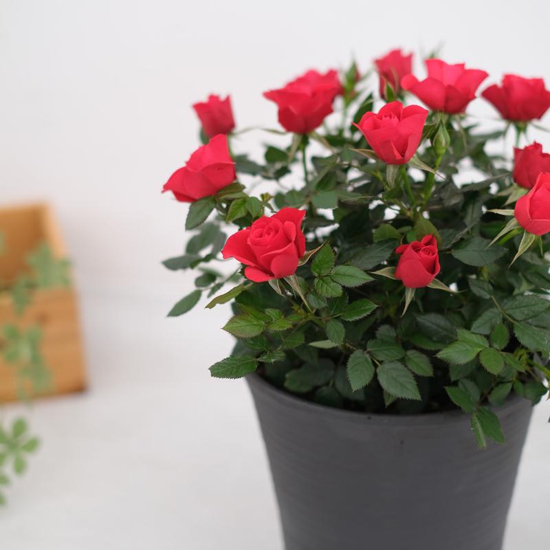 ミニバラ 鉢植え ギフト 赤 黄 ピンク 寄せ植え 誕生日 お祝い 母 花