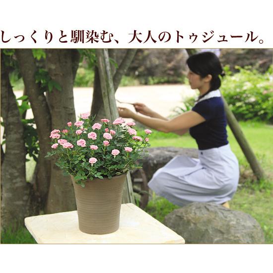 ミニバラ 鉢植え ギフト 赤 黄 ピンク 寄せ植え 誕生日 お祝い 母 花 四季咲き トゥジュール｜centralrose｜08