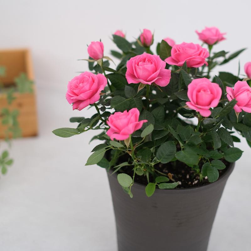 ミニバラ 鉢植え ギフト 赤 黄 ピンク 寄せ植え 誕生日 お祝い 母 花