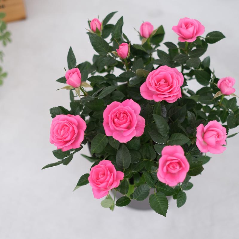 ミニバラ 鉢植え ギフト 赤 黄 ピンク 寄せ植え 誕生日 お祝い 母 花